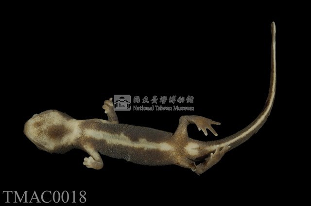 劍尾蠑螈藏品圖，第8張