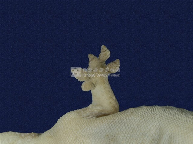 龜山壁虎藏品圖，第8張