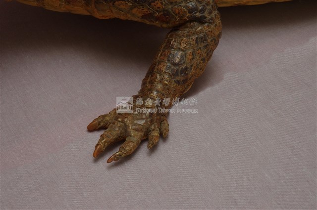 眼鏡凱門鱷藏品圖，第17張