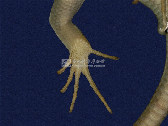 長尾南蜥藏品圖，第9張