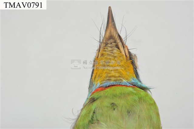 五色鳥藏品圖，第18張