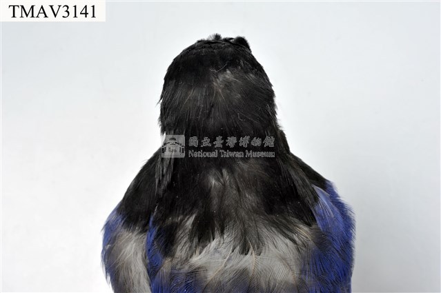 臺灣藍鵲藏品圖，第16張