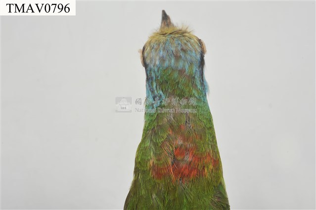 五色鳥藏品圖，第18張