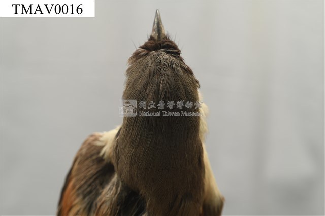 Rufous-backed Shrike Collection Image, Figure 9, Total 14 Figures