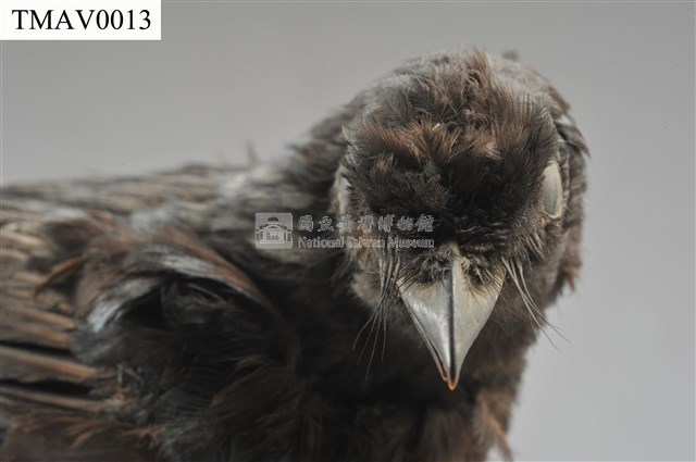 小卷尾藏品圖，第10張