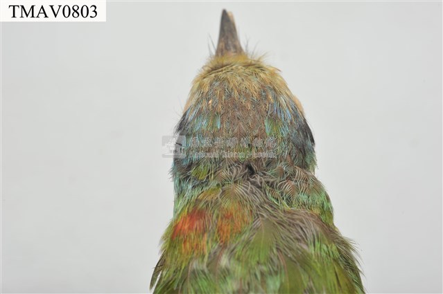 五色鳥藏品圖，第18張