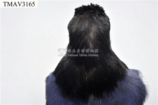 臺灣藍鵲藏品圖，第16張