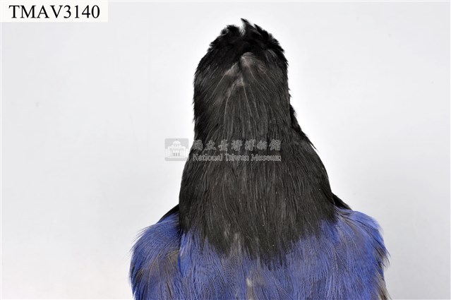 臺灣藍鵲藏品圖，第16張