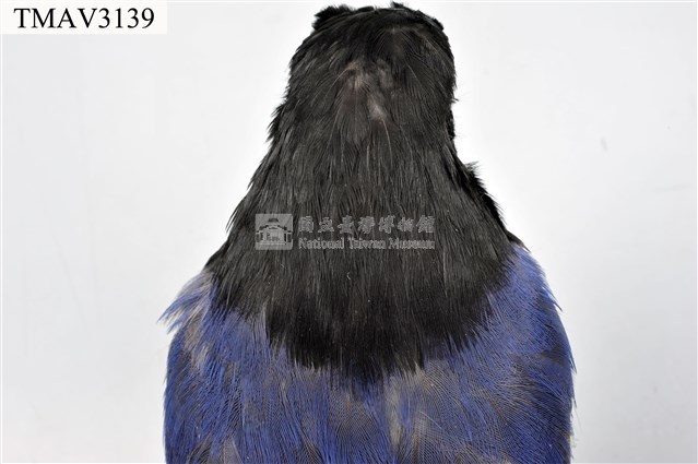 臺灣藍鵲藏品圖，第16張