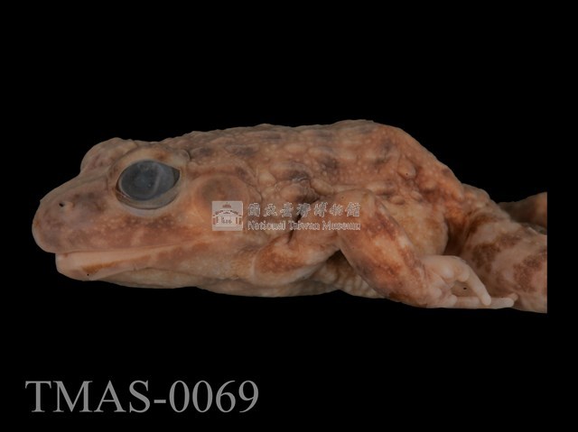 Japanese wrinkled frog Collection Image, Figure 13, Total 13 Figures