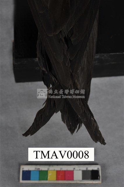 Bulwer's Petrel Collection Image, Figure 8, Total 8 Figures
