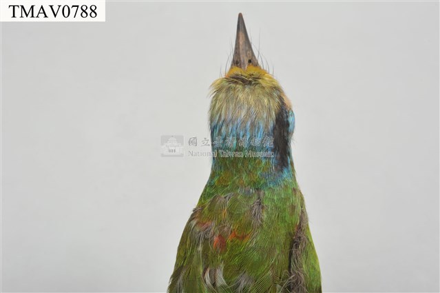 五色鳥藏品圖，第18張
