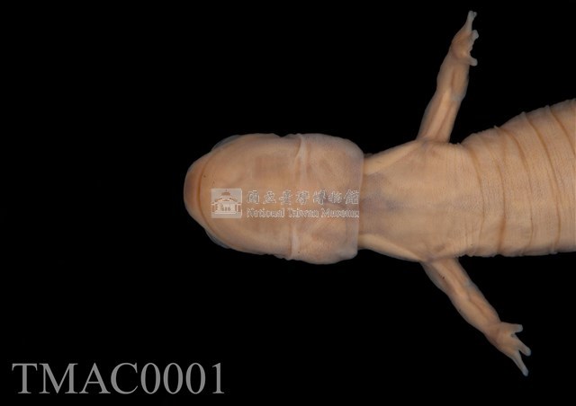 山椒魚藏品圖，第13張