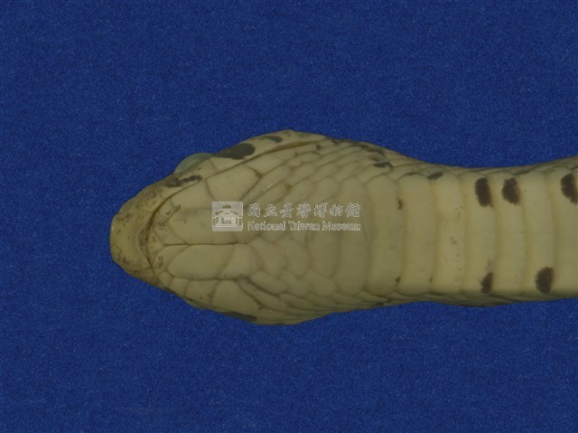 Taiwan Leopard Snake Collection Image, Figure 9, Total 10 Figures
