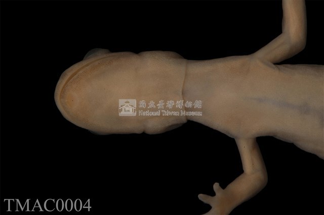 山椒魚藏品圖，第13張
