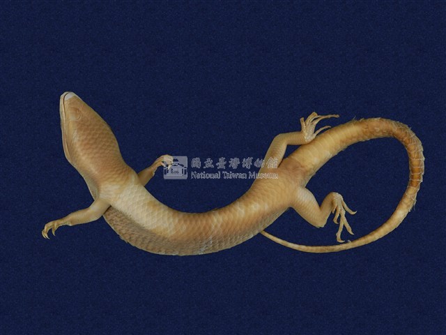 中國石龍子臺灣亞種藏品圖，第7張