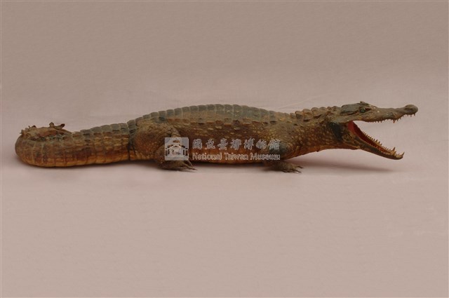 眼鏡凱門鱷藏品圖，第10張