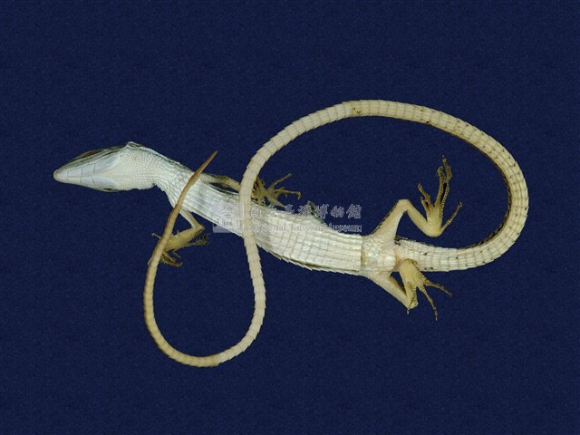 Green Spotted Grass Lizard Collection Image, Figure 6, Total 8 Figures