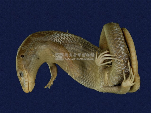 中國石龍子臺灣亞種藏品圖，第6張