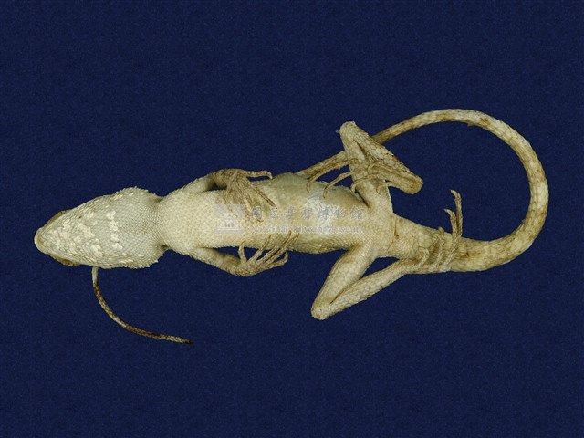 Swinhoe’s tree lizard Collection Image, Figure 6, Total 7 Figures