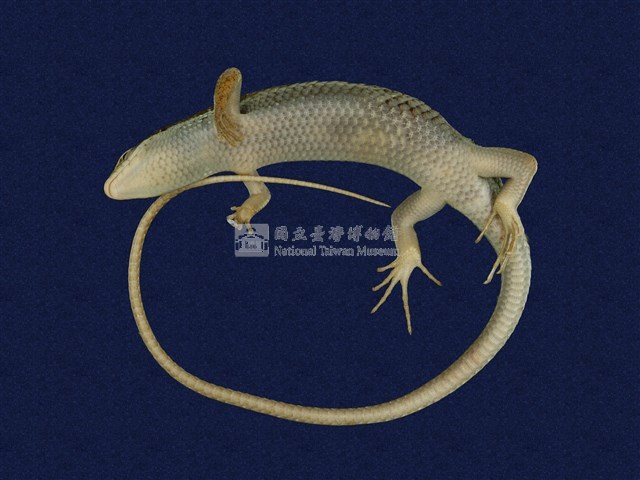 長尾南蜥藏品圖，第7張