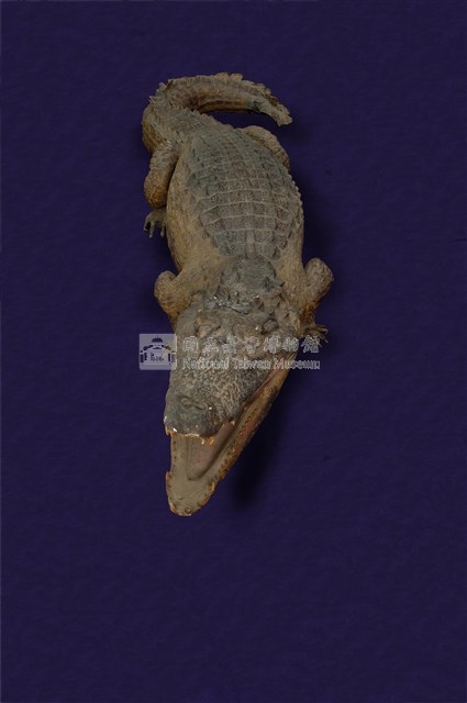 Spectacled caiman Collection Image, Figure 8, Total 12 Figures