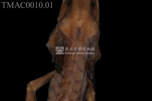 蠑螈類藏品圖，第14張