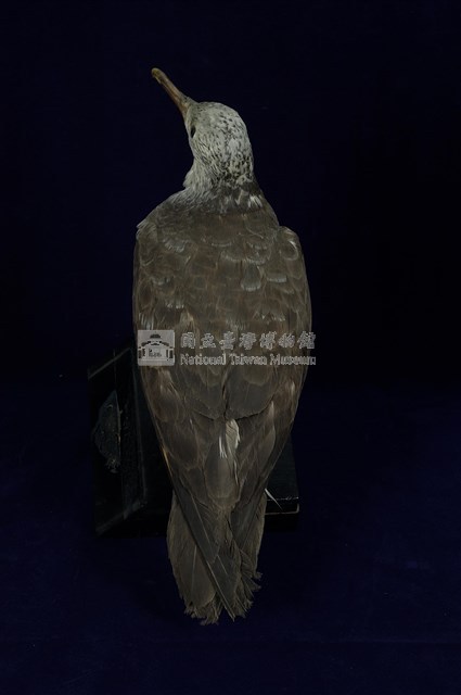 Streaked Shearwater Collection Image, Figure 12, Total 13 Figures