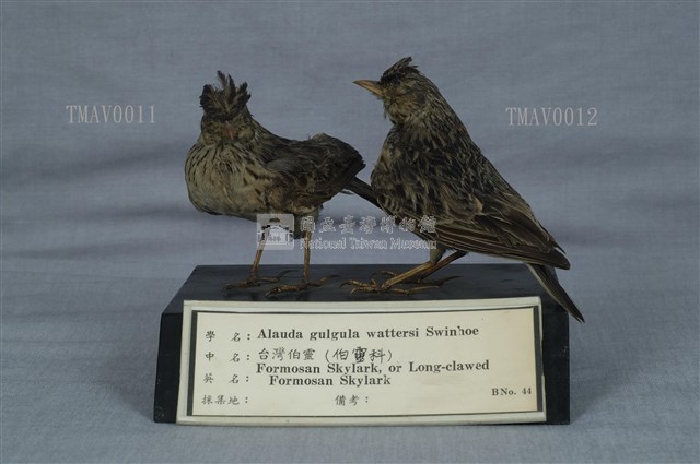 Oriental Skylark Collection Image, Figure 10, Total 11 Figures