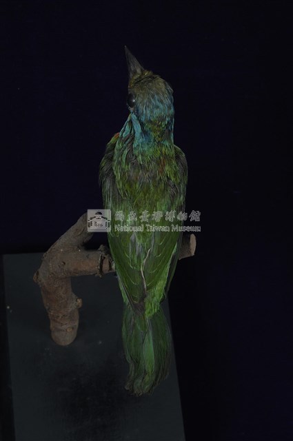 五色鳥藏品圖，第12張