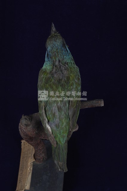 五色鳥藏品圖，第13張