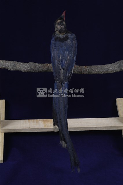 臺灣藍鵲藏品圖，第13張