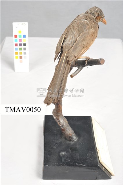 Brown-eared Bulbul Collection Image, Figure 6, Total 13 Figures