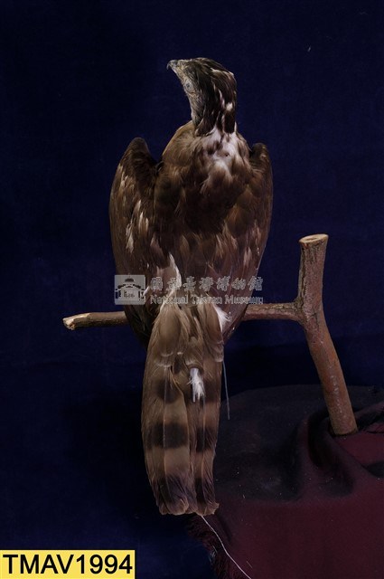 鳳頭蒼鷹藏品圖，第12張