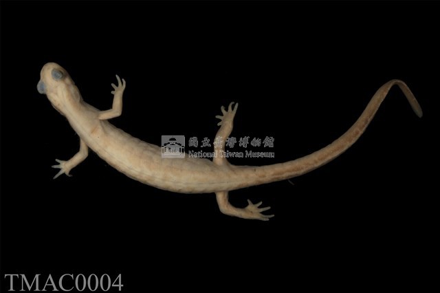 山椒魚藏品圖，第11張