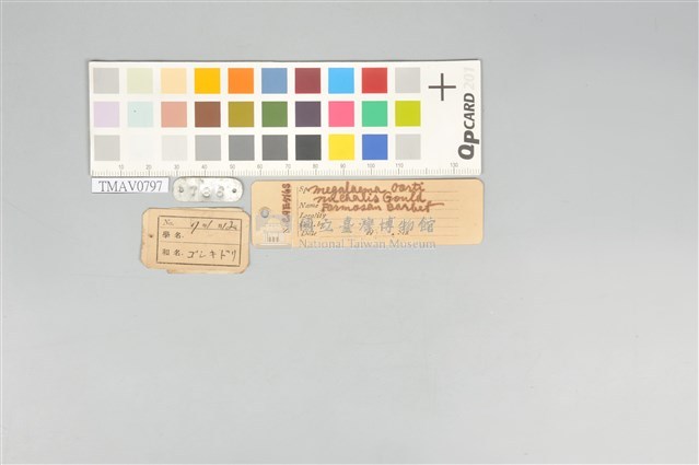 五色鳥藏品圖，第20張