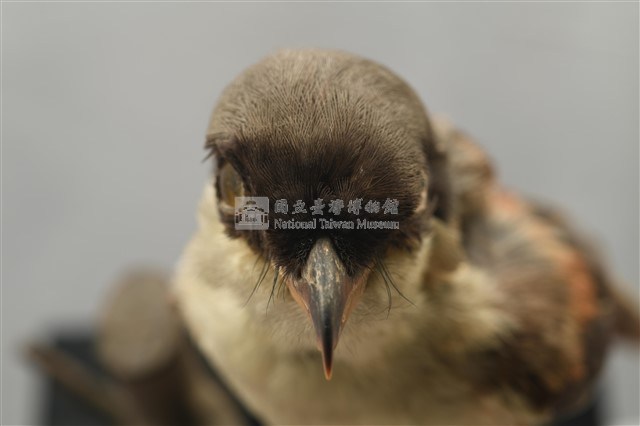 Rufous-backed Shrike Collection Image, Figure 11, Total 14 Figures