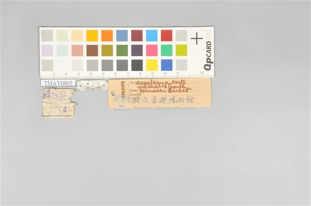 五色鳥藏品圖，第20張