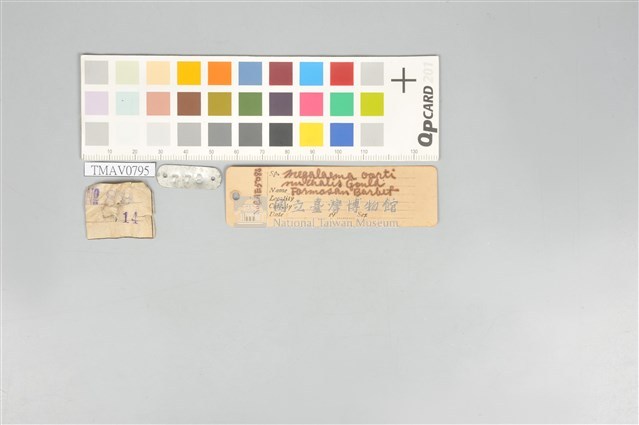 五色鳥藏品圖，第19張