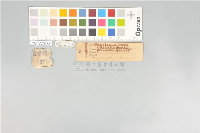 五色鳥藏品圖，第20張