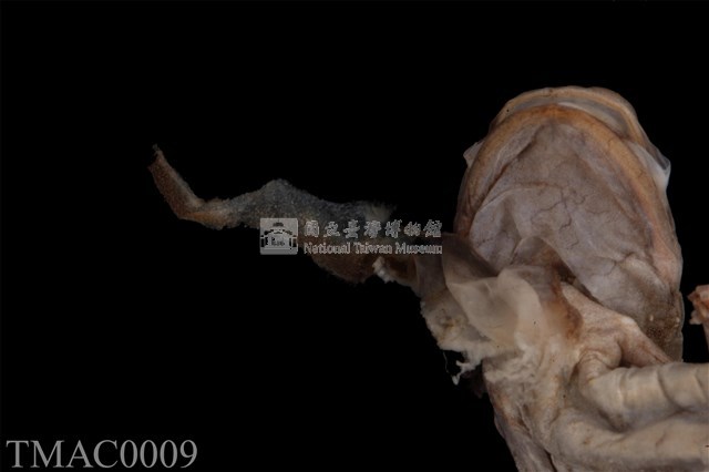 斑泥螈藏品圖，第14張
