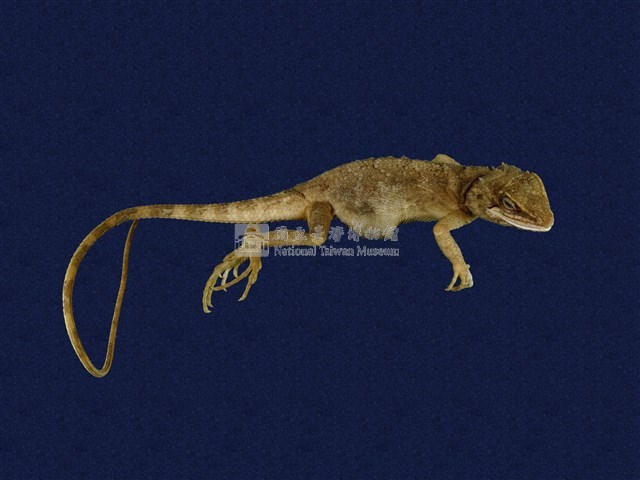 Swinhoe’s tree lizard Collection Image, Figure 10, Total 11 Figures