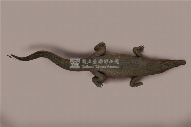 灣鱷藏品圖，第11張