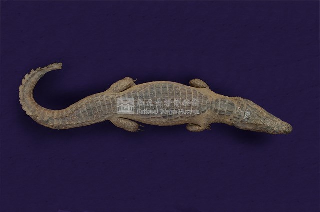 Spectacled caiman Collection Image, Figure 10, Total 12 Figures