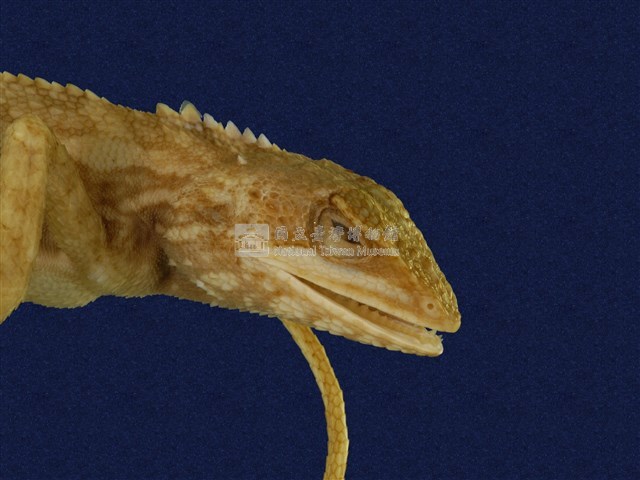 Swinhoe’s tree lizard Collection Image, Figure 6, Total 6 Figures