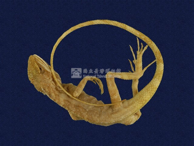 Swinhoe’s tree lizard Collection Image, Figure 1, Total 6 Figures