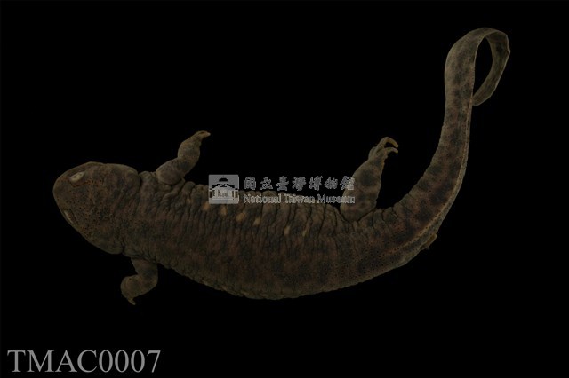 歐非肋突螈藏品圖，第1張