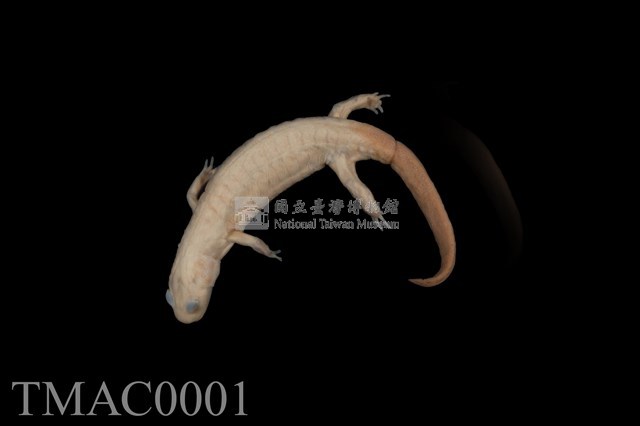 山椒魚藏品圖，第1張