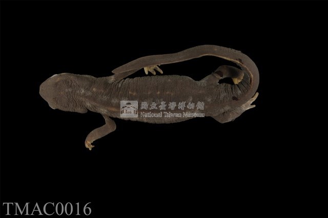 劍尾蠑螈藏品圖，第1張