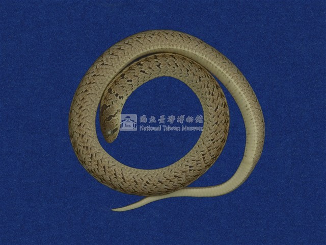 Taiwan Leopard Snake Collection Image, Figure 1, Total 10 Figures